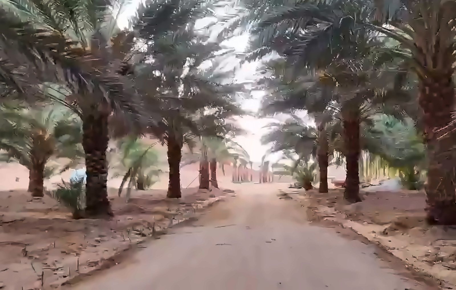 The palm avenue